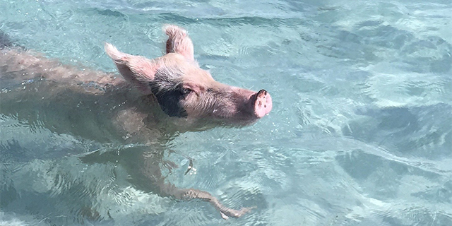 Swimming Pig